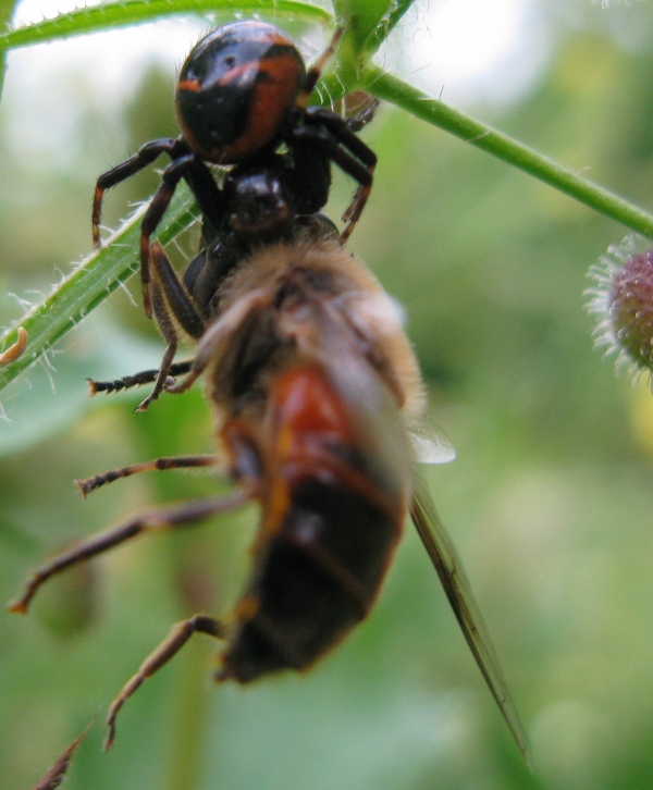 Ceriana vespiformis sfortunata (Syrphidae)